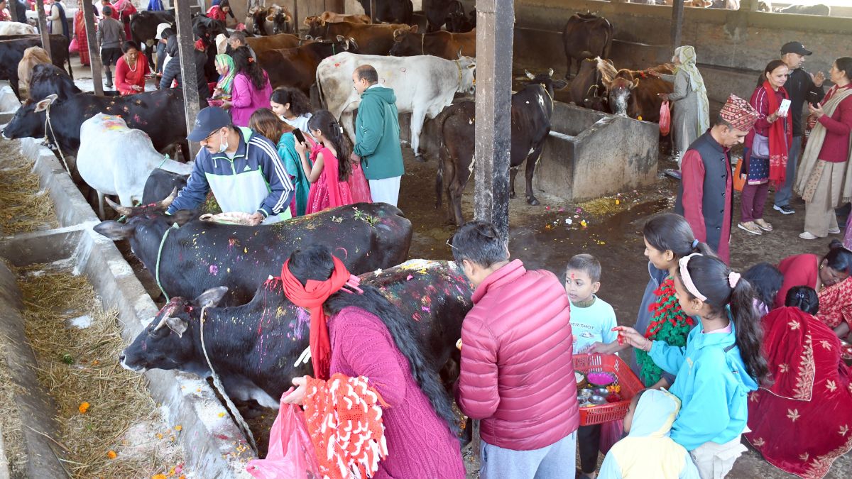 Sacred Celebrations Across Nepal as Gai Tihar Illuminates the Third Day ...