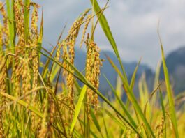 Close-up of ripe paddy plants in a lush rice field in Nepal