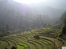 Green fields in Nepal