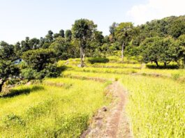 Threads of Heritage: The Culture of the Kulung People in the Colors of Nature