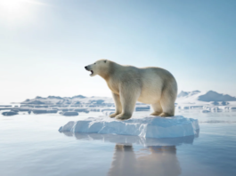 The 1.5°C Limit Is Dead. Now What?